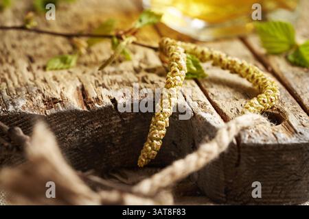 Frische Birkenzweige mit sehr jungen Blättern und Katzenkindern - Zutat zur Gemmotherapeutischen Kräutertinktur Stockfoto