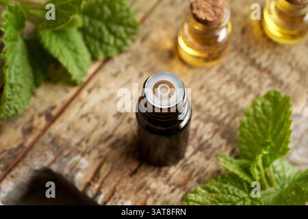 Eine Flasche ätherisches melissa-Öl mit frischen Melisse-Blättern Stockfoto
