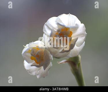 Nahaufnahme einer schönen doppelten Narzissen (Narcissus) in voller Blüte, Stockfoto