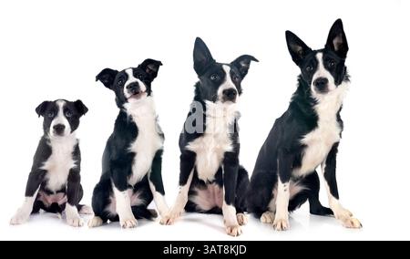 Welpen Grenzen Collie vor weißem Hintergrund Stockfoto