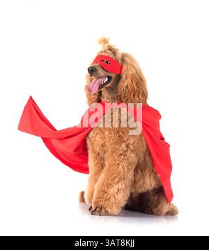Standardpudel vor weißem Hintergrund Stockfoto