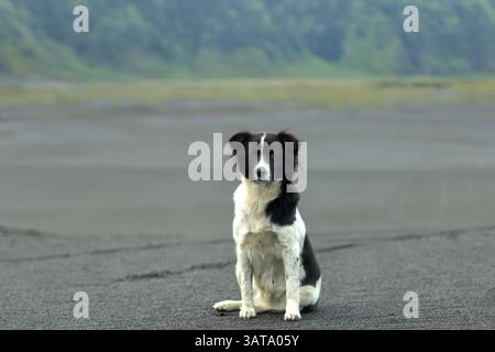 Nahaufnahme eines schwarz-weißen Border Collie Hundes im Bromo Tengger Semeru Nationalpark in Ost-Java, Indonesien Stockfoto
