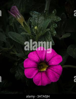 Aufnahme einer leuchtend rosa Blume mit detaillierten Blütenblättern und üppigen grünen Blättern im Kontrast. Stockfoto