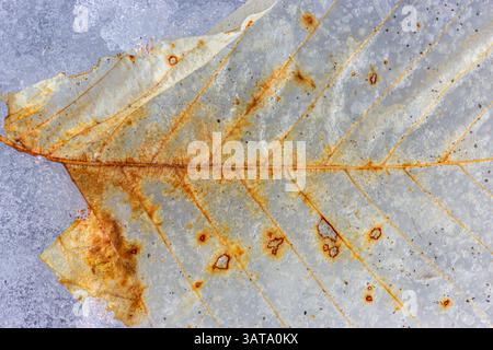 Detaillierte Makrofotografie eines zarten getrockneten Blattes, das auf gefrorenen Eistexturen platziert ist und seine komplexen Adern und natürlichen Zerfallsmuster zeigt. Stockfoto