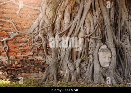Wurzeln eines Baumes, der um einen alten Sandstein-Buddha-Kopf wächst, Wat Phra Mahathat Tempel, Ayudthaya, Thailand Stockfoto