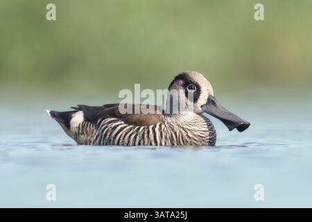 Nahaufnahme einer wilden rosafarbenen Ente (Malacorhynchus membranaceus), die in einem See in Australien schwimmt Stockfoto