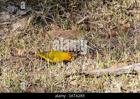 Safrangelb-finke, der auf dem Boden steht Stockfoto