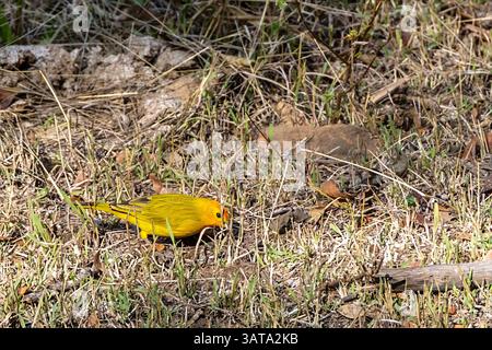 Safrangelb-finke, der auf dem Boden steht Stockfoto