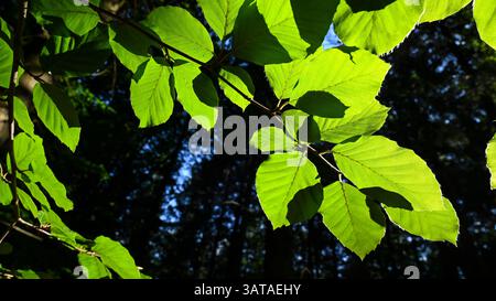 Zweig mit Eichenblättern, hintergrundbeleuchtet von der Sonne im Wald, hell leuchtend. Stockfoto