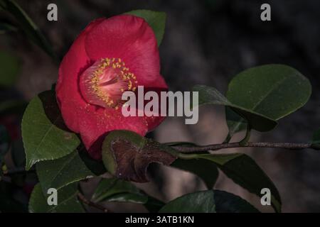 Rote Kamelie blüht in einem botanischen Garten Stockfoto