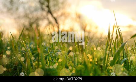 Tauwassertropfen auf Gras in der morgendlichen Sonnenuntergangswiese und Waldlandschaft. Umwelt und Ökologie im Frühling. Stockfoto
