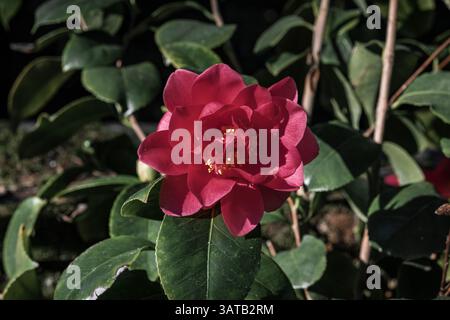 Rote Kamelie blüht in einem botanischen Garten Stockfoto