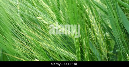 Gerstenfähre in einem sommerlichen Gerstenfeld als Panorama. Landwirtschaft und Landwirtschaft. Stockfoto
