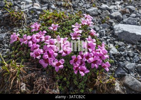 Saxifraga oppositifolia. Die Alpenflora des Zebrù-Tals in der Ortles-Cevedale-Berggruppe. Italienische Alpen. Europa. Stockfoto