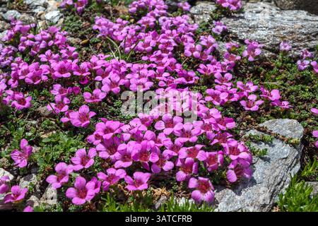 Saxifraga oppositifolia. Die Alpenflora in der Glockner-Gruppe. Österreichische Alpen. Europa. Stockfoto