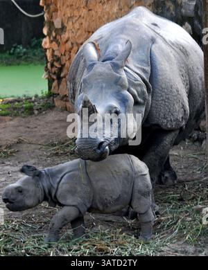 22. September 2013 - Ein einhörniges Nashorn zusammen mit ihrem 22 Tage alten Kalb im Zuchtzentrum des Assam State Zoo, während die Welt am 22. September 2013 in Guwahati, Assam, Indien, den Welthörntag feiert. Der Weltnashorntag wird heute mit allen fünf Arten von Nashörnern gefeiert: Schwarz, weiß, groß, einhörnig, Sumatra und Javan Nashörner. Foto: Dasarath Deka/Indian Photo Agency (Foto: © INPA/ZUMAPRESS.com) Stockfoto