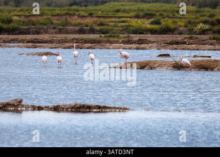Flamingos in den Salzwiesen Tavira in der Algarve in Portugal Stockfoto