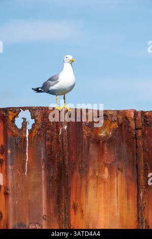 Eine Möwe, die auf einem Wellenbrecher in Portugal thront Stockfoto