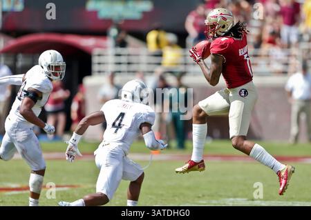 5. Oktober 2013: Spiel zwischen den Maryland Terrapins und den Florida State Seminoles im Doak S. Campbell Stadium. Florida State besiegte Maryland 63-0.(Bild: © Gray Quetti/Cal Sport Media/ZUMAPRESS.com) Stockfoto