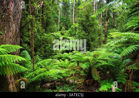 Sehr dichter, gemäßigter Regenwald mit hoch aufragenden Gummibäumen und einem Unterholz von hohen Farnen und Baumfarnen in den Dandenong Ranges, Victoria, Australien Stockfoto