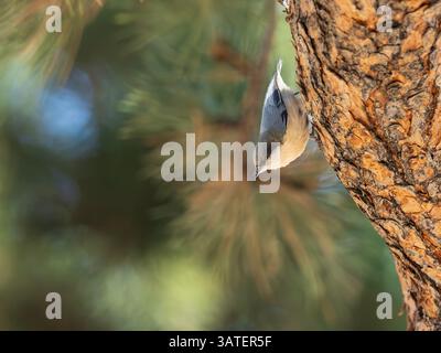 Pygmy Nuthatch in einem Baum in Colorado Stockfoto