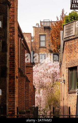 Ein lebendiger Kirschblütenbaum steht mitten auf einem schmalen Hoboken-Pfad, der von Backsteinhäusern auf beiden Seiten eingerahmt wird – ein friedlicher Frühlingsmoment im April Stockfoto
