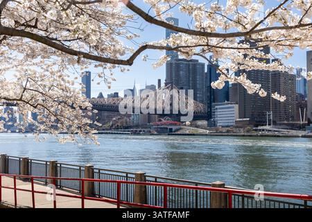 Die Kirschblüten blühen im April 2025 entlang der Uferpromenade von Roosevelt Island und bilden einen atemberaubenden Kontrast zu den majestätischen Gebäuden von New York City Stockfoto
