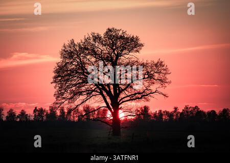 Eine eindrucksvolle Szene einer großen Eiche, die sich vor einem leuchtend roten Himmel mit der untergehenden Sonne direkt hinter dem dicken Stamm bildet. Stockfoto