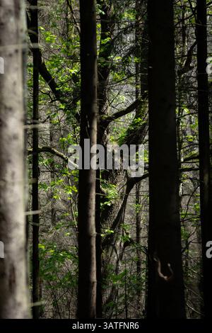 Hohe Bäume stehen in geschichteter Stille, während frische Frühlingsblätter tief in einem dichten Wald gefilterte Sonnenstrahlen einfangen. Stockfoto