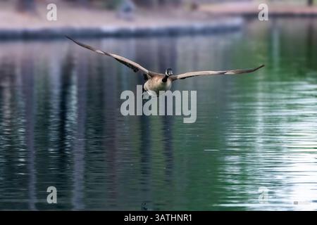 Seine Flügel Ausbreiten Stockfoto