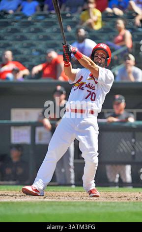 22. Mai 2016: Memphis-Außenseiter Nick Martini schaut nach einem Foul-Ball im vierten Inning eines MiLB-Baseballspiels zwischen dem Round Rock Express und Memphis Redbirds im AutoZone Park in Memphis, TN. Memphis gewann mit 8:1. Austin McAfee/CSM(Kreditbild: © Austin McAfee/CSM via ZUMA Wire) Stockfoto