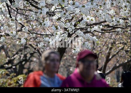 New York, USA. April 2025. Am 18. April 2025 spazieren die Menschen am Brooklyn Botanic Garden im Brooklyn Borough in New York City, NY, vorbei an Kirschblüten. (Foto: Anthony Behar/SIPA USA) Credit: SIPA USA/Alamy Live News Stockfoto