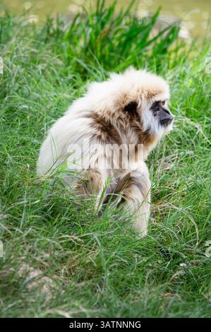 Seitenansicht eines Lar Gibbon-Affen, der auf einem grasbewachsenen Hügel sitzt Stockfoto
