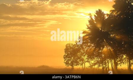 goldene Morgenstimmung über Wiesen mit Bäumen Stockfoto
