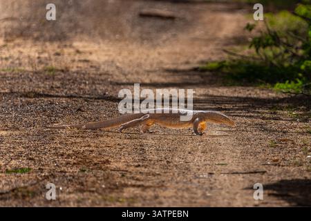 Land Monitor oder Varanus bengalensis überqueren Safari-Feldweg im Bundala Nationalpark Sri Lanka. Stockfoto