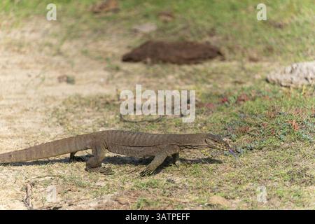 Sri Lanka Landbeobachter, der über Boden im Bundala-Nationalpark Sri Lanka spaziert. Stockfoto