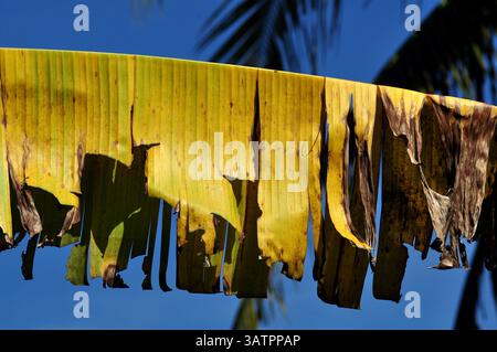 Nahaufnahme eines verwelkten und zerrissenen Bananenblattes mit einer reichhaltigen Textur von Verfall und Verfärbung vor einem leuchtend blauen Himmel Stockfoto