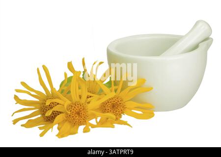 Arnika-Blüten mit Mörtel und Stößel - auf weiß geschnitten Stockfoto