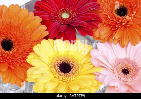Einige helle bunte Gänseblümchen - rot, gelb, orange, rosa Stockfoto