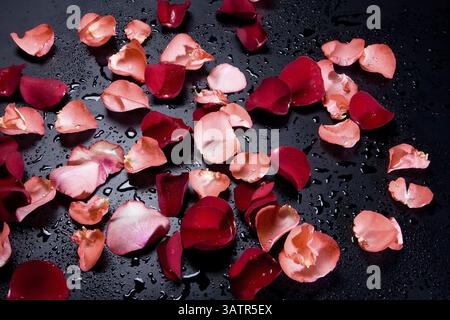 Rote Rosen auf schwarzem Hintergrund, Nowosibirsk, Russland, Europa Stockfoto