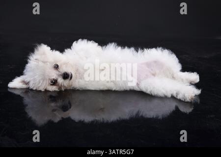 Kleiner maltesischer Hund auf schwarzem Hintergrund, Nowosibirsk, Russland, Europa Stockfoto