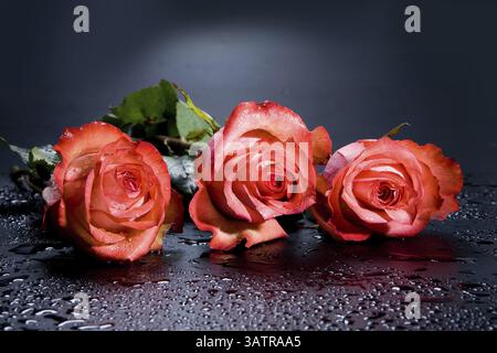 Rote Rosen auf schwarzem Hintergrund, Nowosibirsk, Russland, Europa Stockfoto