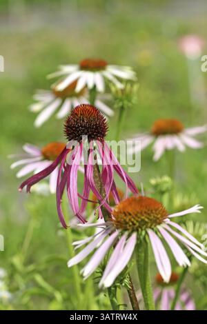Echinacea purpurea Stockfoto