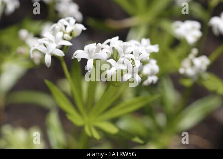 Nahaufnahme der Holzdruffblüten - in einem Garten aufgenommen Nahaufnahme der Holzdruffblüten - Schuss in einem Garten Stockfoto