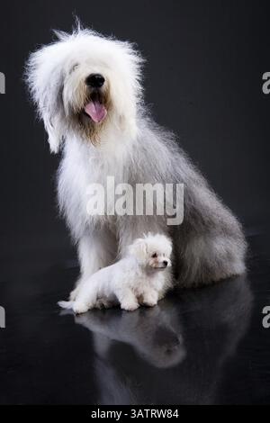 Bobtail und kleiner maltesischer Hund auf schwarzem Hintergrund, Nowosibirsk, Russland, Europa Stockfoto