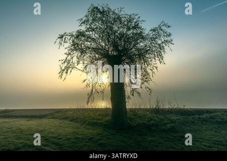 Morgennebel auf dem Nije Wjittering Kanal, Friesland, Niederlande Stockfoto