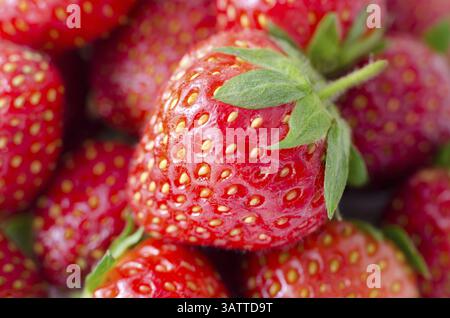 Frische, reife Gartenerdbeeren, ein Makrofoto Stockfoto