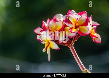 Ein Haufen Frangipani- oder Plumeria-Blumen mit weißen Blüten und gelben Blüten in voller Blüte, die ihre tropische Schönheit zum Ausdruck bringen Stockfoto