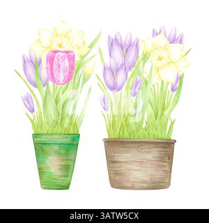 Hand gezeichneter Aquarell Narzissen Krokus und Tulpe mit grünen Blättern in einem Topf isoliert auf weißem Hintergrund. Kann für Postkarten, Etiketten, Sammelalbum und verwendet werden Stockfoto