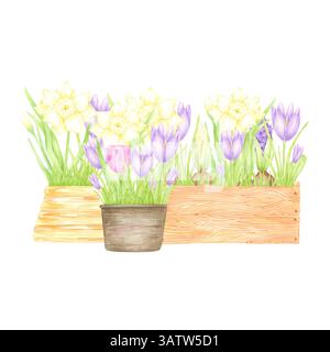 Hand gezeichnet Aquarell Narzissen Krokus und Tulpe mit grünen Blättern in einer Töpfe und Boxen Komposition isoliert auf weißem Hintergrund. Kann für postca verwendet werden Stockfoto